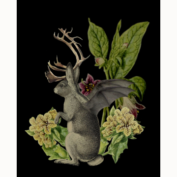 8x10 Jackalope Vespertilio Creepture Print